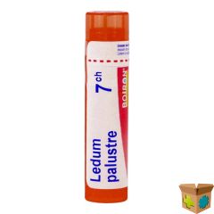 LEDUM PALUSTRE 7CH GR 4G BOIRON