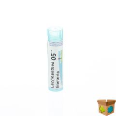 LACHNANTHES TINCTORIA 05CH GR 4G BOIRON